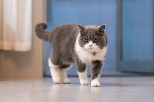 istock Cute British Shorthair cat, indoor shot 1288048220