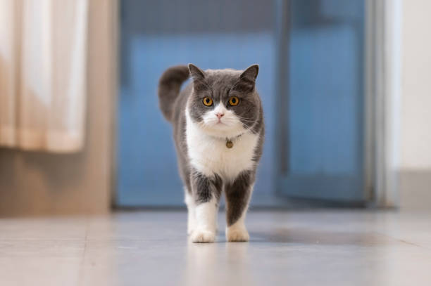 istock Cute British Shorthair cat, indoor shot 1288048226