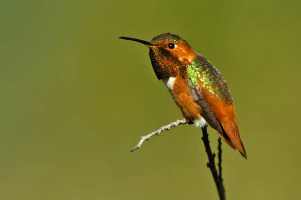 istock Male Allen's Hummingbird 1288048321
