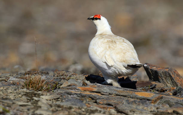 istock Alaskan Rock Ptarmigan, Lagopus muta kelloggae 1288048941