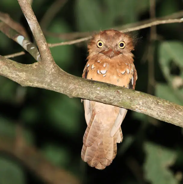 Blyth's Frogmouth (Batrachostomus affinis) perched on a branch during the night in a rainforest in Malaysia.