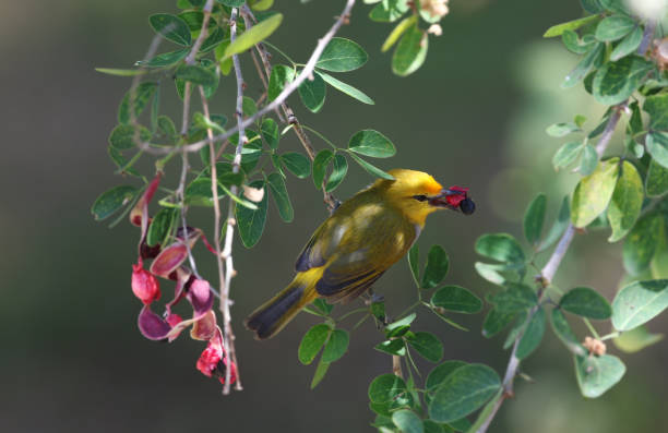 istock Yellow-spectacled White-eye, Heleia wallacei 1288049007