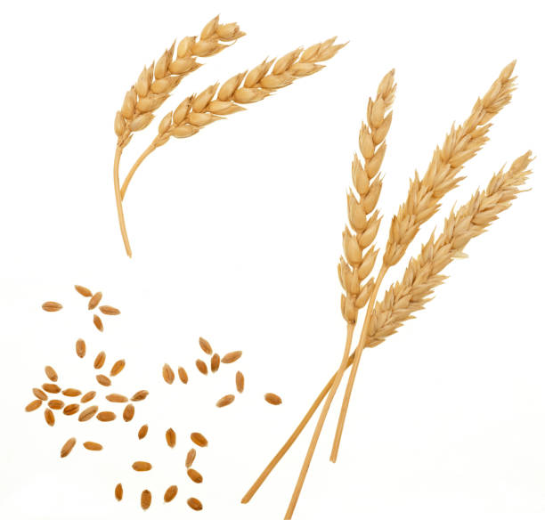 trigo sobre blanco - wheat fotografías e imágenes de stock
