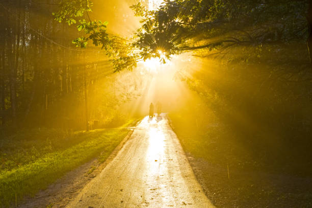 istock Sunbeams through the fog. 1288049714