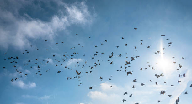 istock Many birds flying in the sky 1288050294