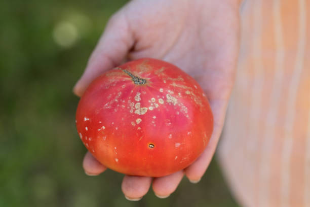 flecken auf tomatenfrüchten sind zeichen für bakteriellen krebs der pflanze - colletotrichum stock-fotos und bilder