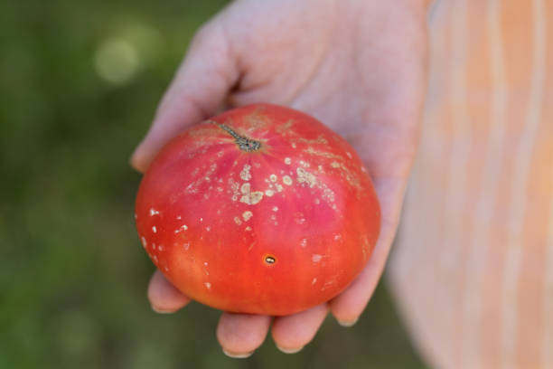 spots on tomato fruit are sign of bacterial cancer of plant stock photo