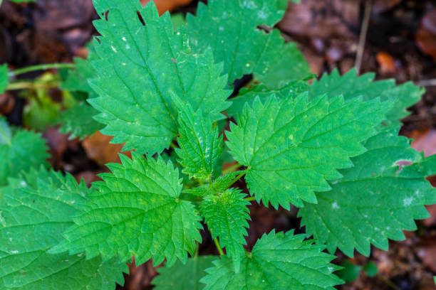 ネトル、ウルティカジオカは、多くのビタミン、ミネラル、微量元素を持つ薬用植物と野菜の両方です。 - vegetable garden vegetable high angle view weeding ストックフォトと画��像