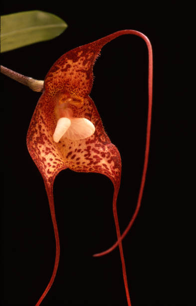 orquídea drácula - dracula orchid - fotografias e filmes do acervo