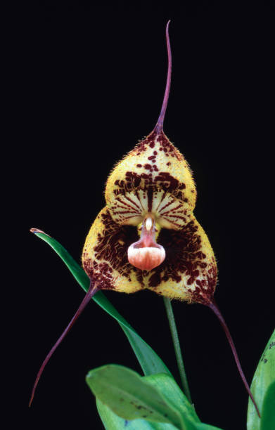 orquídea drácula - dracula orchid - fotografias e filmes do acervo