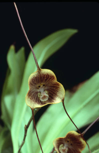 orquídea drácula - dracula orchid - fotografias e filmes do acervo