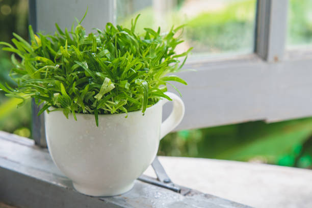 flower pot on the windowsill