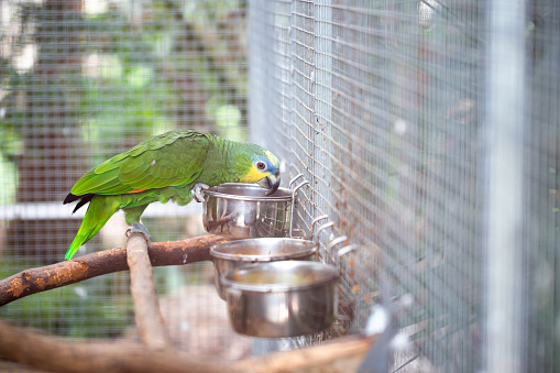 Lovely colorful parrot in cage in ZOO area, animal in captive