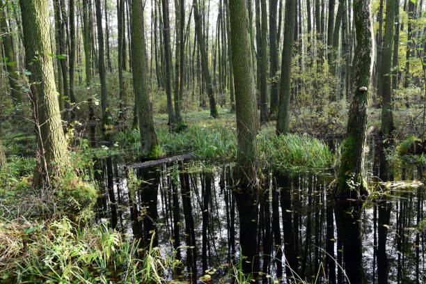 istock Autumn alder-bog forest with water flooded trees 1288055442