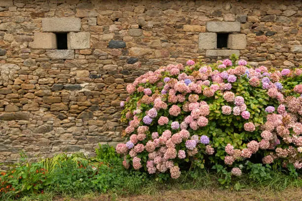 Photo of Beautifully colored common hydrangea (Hydrangea arborescens) bushes