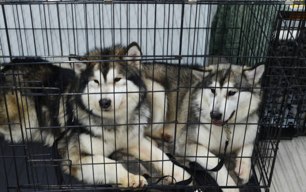 Two purebred dogs in metal cages. dog show. Dog shelter. The relationship between humans and animals. Experiments on animals. dos perros de pura raza en jaulas metálicas. espectáculo de perros. refugio para perros. la relación entre humanos y animales. experimentos con animales. dos perros de pura raza en jaulas metálicas. espectáculo de perros. refugio para perros. la relac