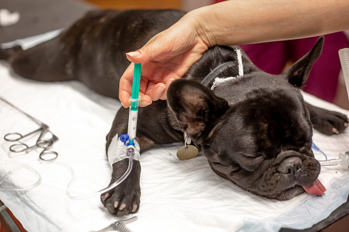 Perro en la sala de cirugía antes de la cirugía actuar bajo anestesia, concepto veterinario photo