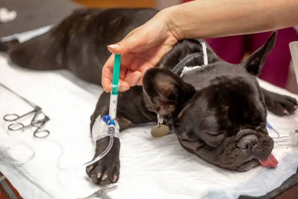Photo of Dog in the surgery room before surgery act under anesthesia, vet concept