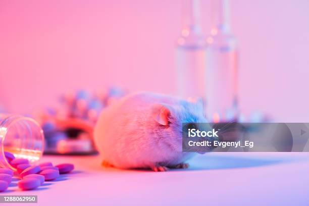 Medical Test Tube And Glass Flask And Mouse On The Desk Stock Photo - Download Image Now