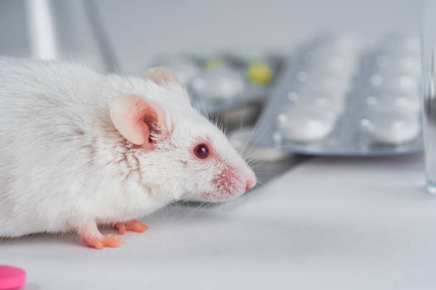 istock research on mauses in the laboratory 1288063877