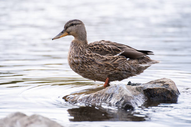 istock duck on the lake sitting on a stone 1288064255