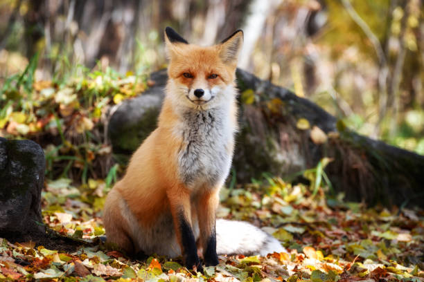 istock Red lion hunts in the forest. 1288065645