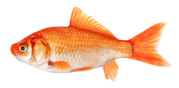 Photo of Goldfish isolated on white background. Goldfish side view