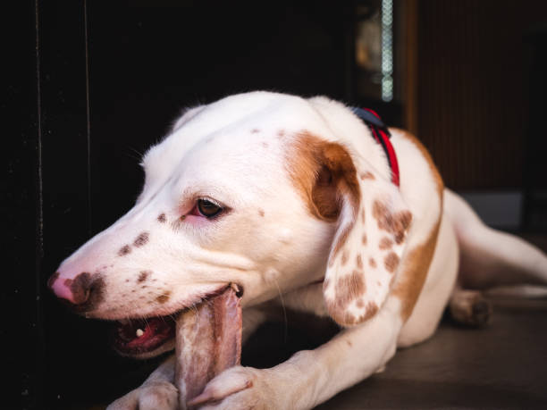 istock Mix breed puppy is eating a bone 1288067882