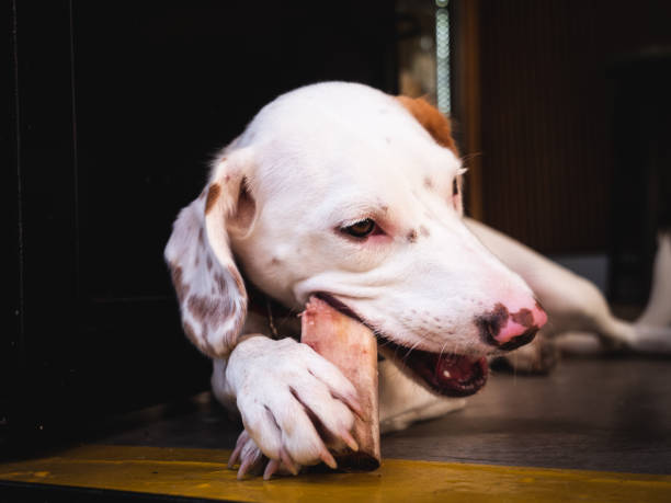 istock Mix breed puppy is eating a bone 1288068070