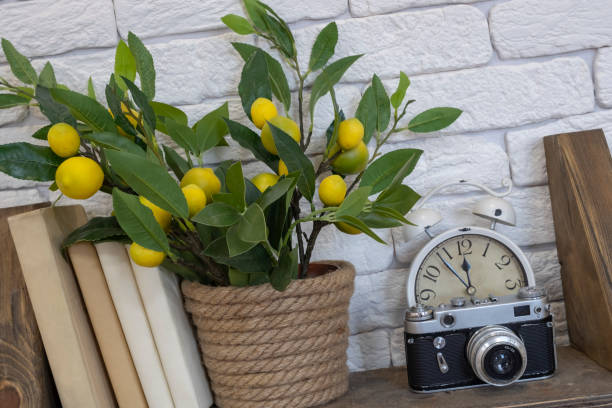 istock An old camera with books, clocks  and artificial lemon tree on a shelf with white bricks background. Vintage interior, hobby. 1288069194