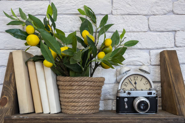 istock An old camera with books, clocks  and artificial lemon tree on a shelf with white bricks background. Vintage interior, hobby. 1288069263