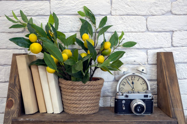 istock An old camera with books, clocks  and artificial lemon tree on a shelf with white bricks background. Vintage interior, hobby. 1288069376
