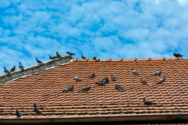 istock Pigeons on the roof tile 1288069687