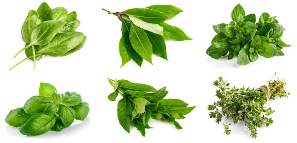 istock Collage set Spinach bunch of fresh green leaf Healthy eating bed. Vector illustration. Illustrative editorial use only. 1288070299