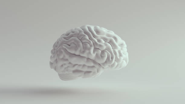 istock White Porcelain Anatomical Brain Right 1288070590