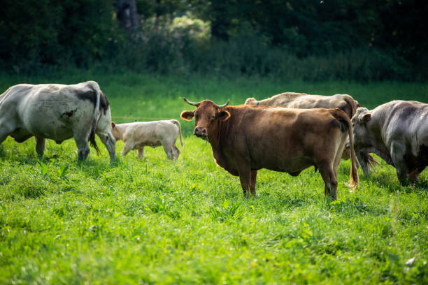istock Lovely cows on a meadow eating fresh grass, livestock, animal concept 1288070896