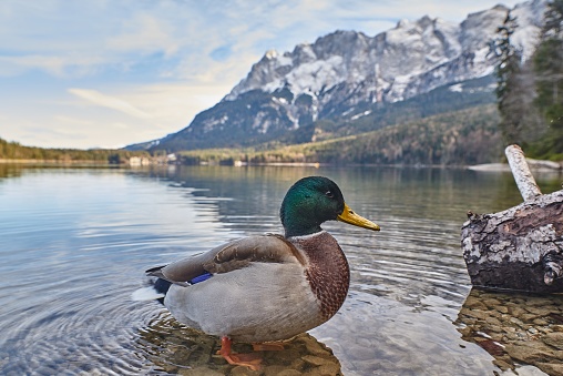 Closeup of a duck in a mountain lake. Reflecting mountain lake in the german alps. Turquoise mountain lake in bavaria. Eibsee in Bavaria. Duck swimming in the Eibsee.