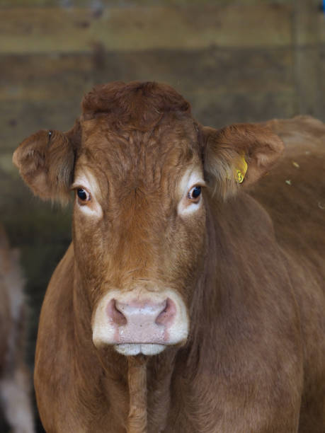 istock Cow Headshot in the barn 1288072506