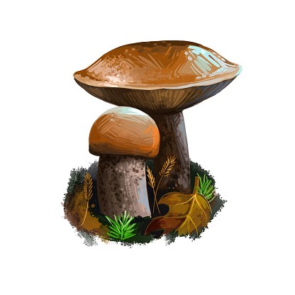 Leccinum versipelle mushroom digital art illustration. Boletus testaceoscaber veggie, watercolor print orange birch bolete vegetable organic meal, vegetarian food. Edible ingredient growing on ground