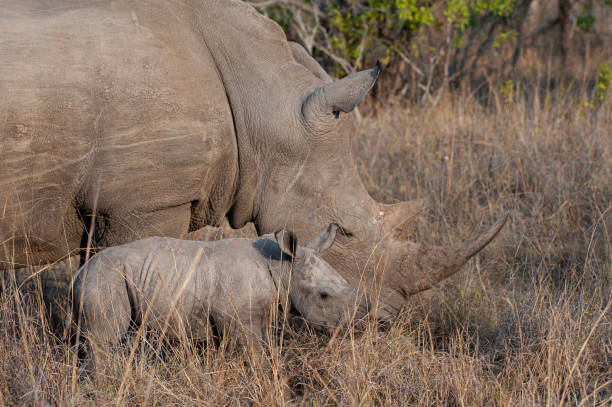istock New Born White Rhino calf with Mother 1288075448