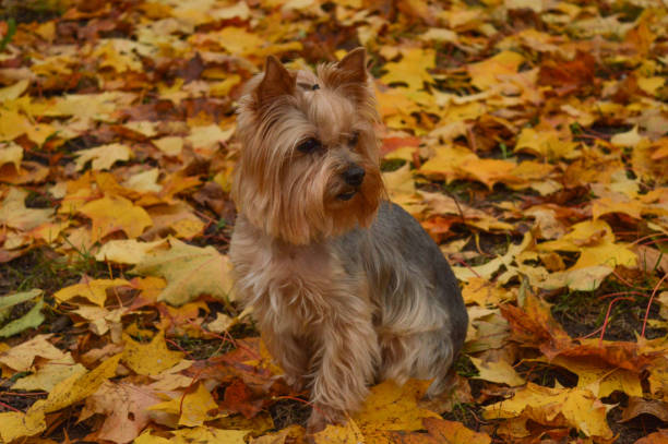 istock Yorkshire terrier in autumn leaves. Beautiful fall evening 1288075610