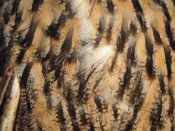 Wild owl feathers close up for background.