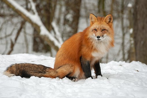 Beautiful red fox sitting in snow.