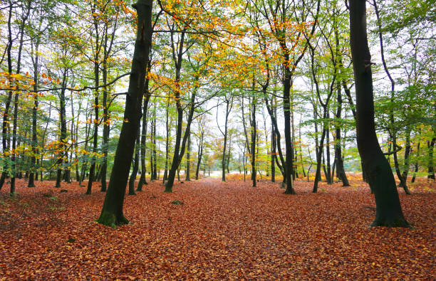 istock Dutch autumn forest with fall leaves. nice landscape. Beautiful forest walking path in autumn in the Netherlands, 1288076423
