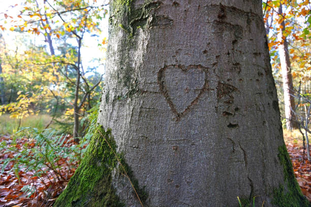 istock Romantic in the forest or woods. in love for Valentine. Heartshape on tree. 1288077030