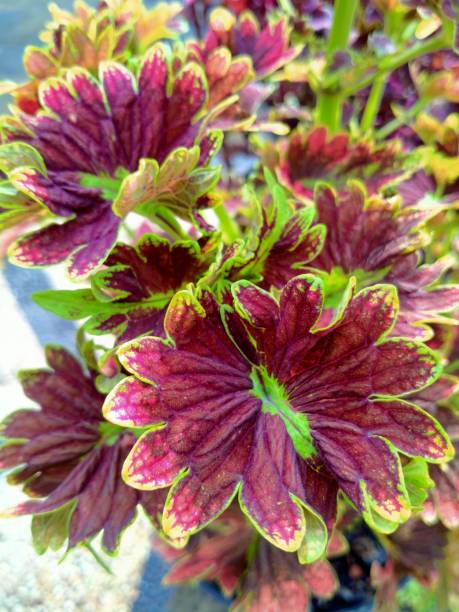 istock Beauty Flowers 1288077296