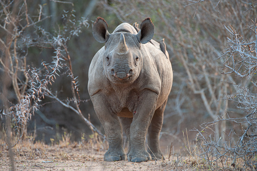 A Young Black Rhino seen on a safari in South Africa