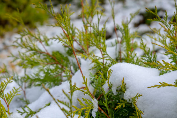 istock Thuja branches covered with snow. Firs snow concept. 1288079032