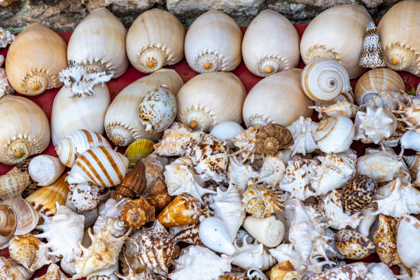 Sea shells on the market.