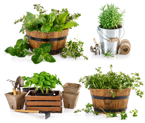 istock Collage set fresh spicy herb in basket isolated on white 1288082223